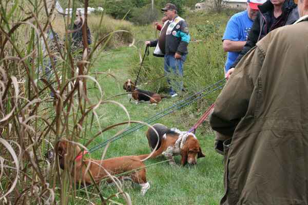 Psi a vůdci musejí setrvat v klidu na cestě, dokud rozhodčí nedají pokyn k vypuštění prvního páru soutěžících psů.