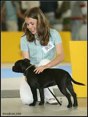 ANNYA PRINCESS Ambassador Sun (Human Docs Lennox Lewis X Nova Era Pullera) - Třída puppy - feny; známka: "velmi nadějná"