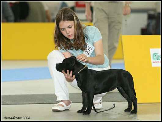 ANNYA PRINCESS Ambassador Sun (Human Docs Lennox Lewis X Nova Era Pullera) - Třída puppy - feny; známka: "velmi nadějná"