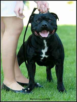 Artusch King Ambassador Sun (Human Dogs Lennox X Nova Era Pullera) - Třída otevřená - psi; známka: "výborný"