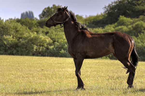 Jezdečtí koně váží 300 až 700 kg dle plemene, tažní 700 až 1000 kg. Tedy nenechat si šlápnout na nohu, špatně by to dopadlo.