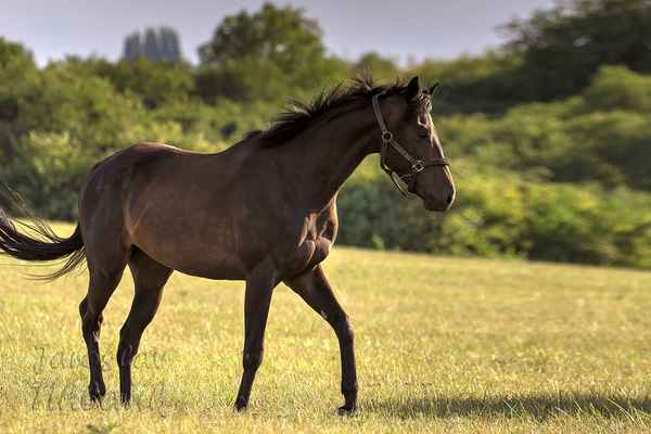 Kůň o hmotnosti cca 500 kg za den vypije 20 až 40 litrů vody, tažný kůň dvojnásobek (množství ovlivňuje jeho zátěž, počasí, složení krmiv).