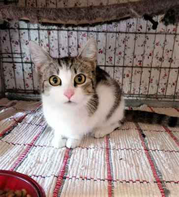 11.5.2021 - Dnes jsme přijali kočičku, kterou nám nahlásila oznamovatelka z Dubňan. Kočička se už nějakou dobu zdržuje mezi činžáky, nikomu v okolí nepatří. Je umístěna do karantény a dostala jméno Jarmilka.