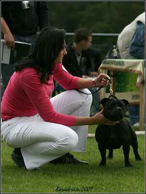 Alessia Queen Ambassador Sun (Human Dogs Lennox Lewis X Nova Era Pullera) - Mezitřída - feny; známka: "výborná 3"